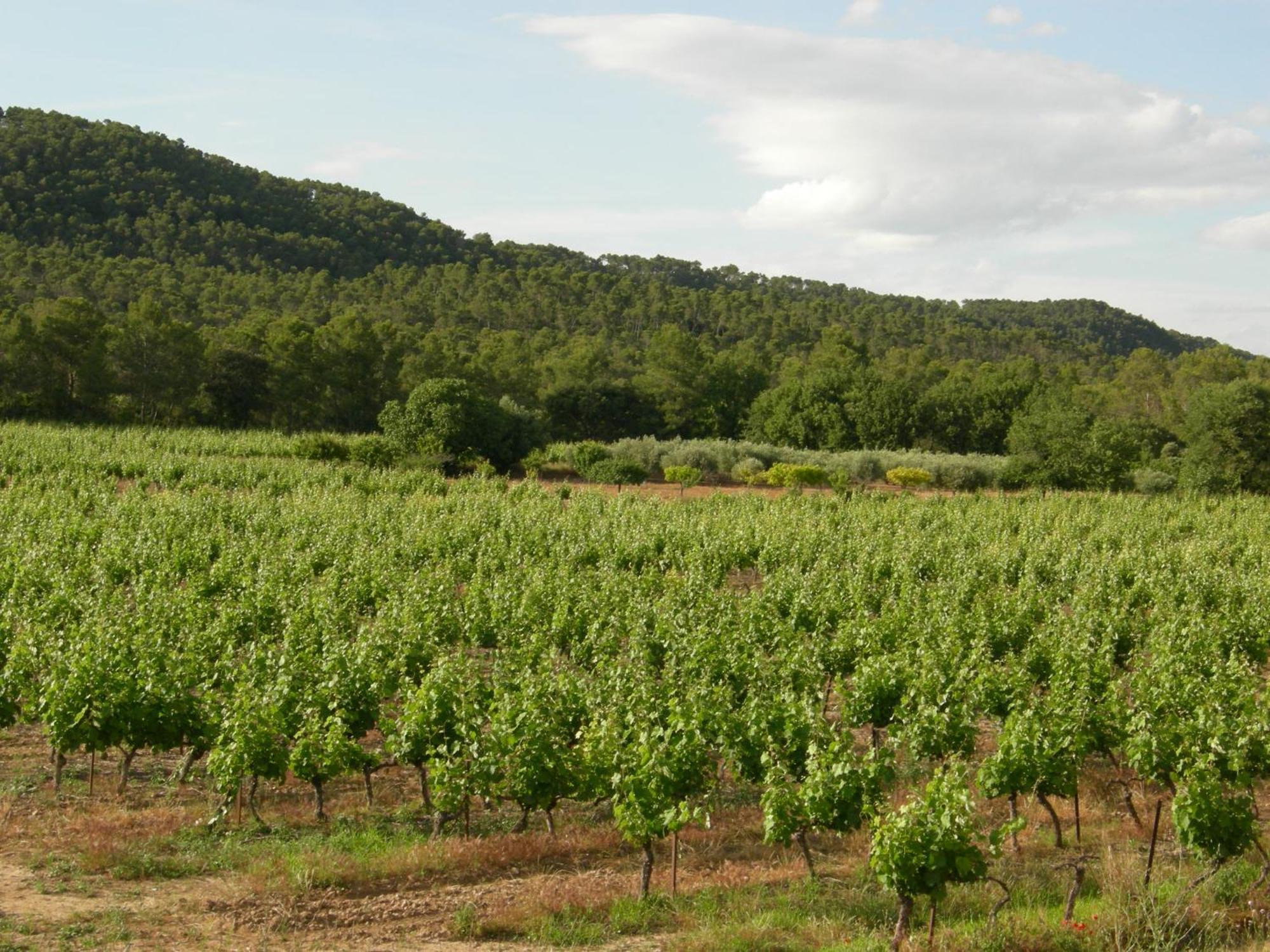 Maison En Pierres * Fontanes (Herault)